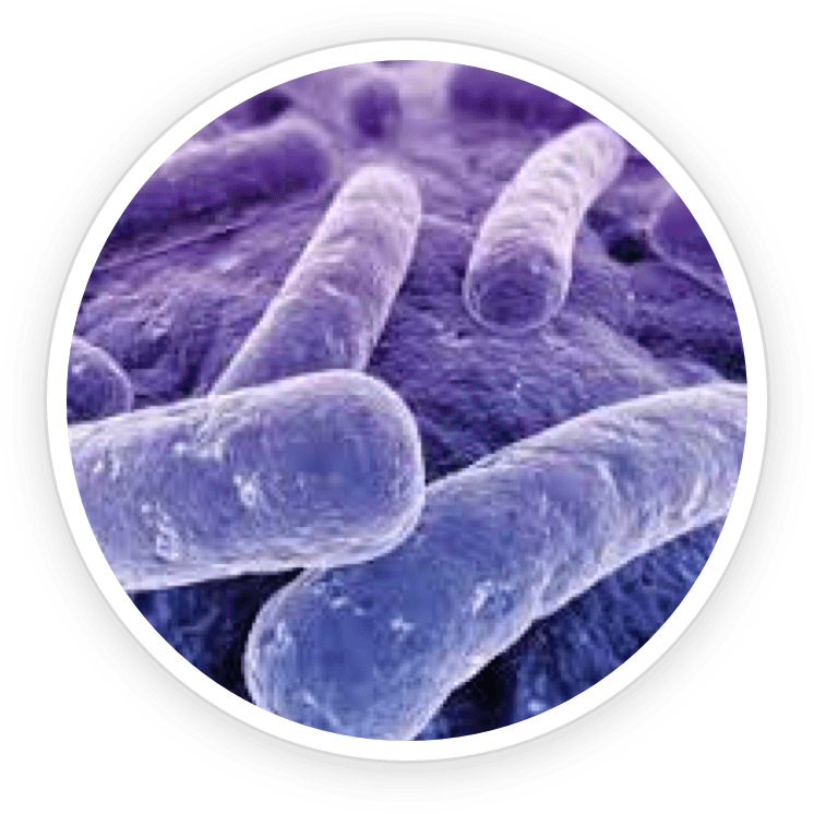 Lactobacillus Acidophilus- KeraBiotics Ingredient